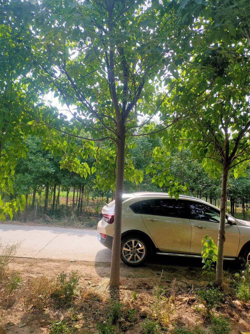 河南省郑州市焦作市武陟县大量供应紫金树