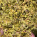 铁皮石斛花，自产自销、产地直发