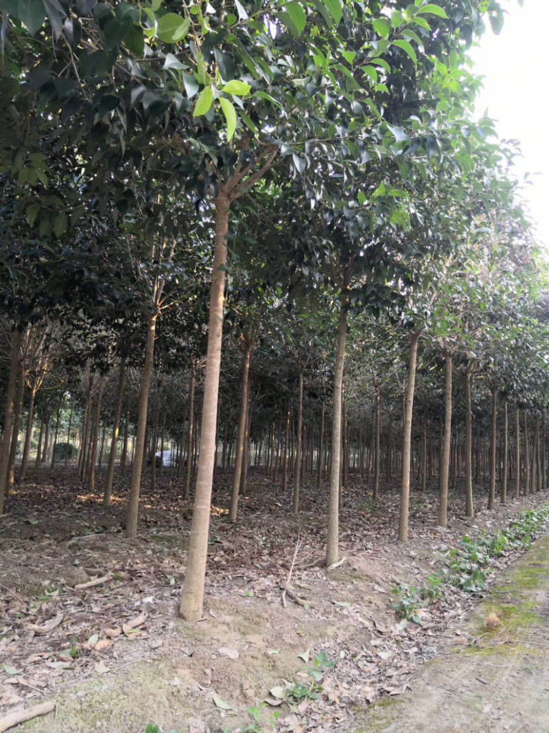 柿子树江苏东台产地规格12-18公分
