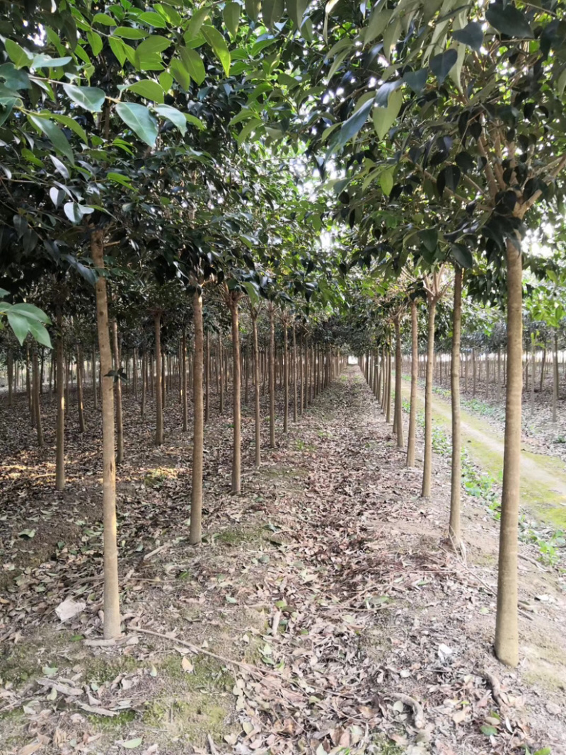 柿子树江苏东台产地规格12-18公分