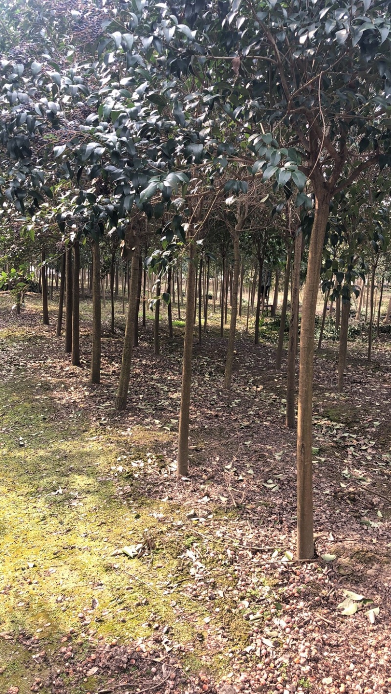 柿子树江苏东台产地规格12-18公分