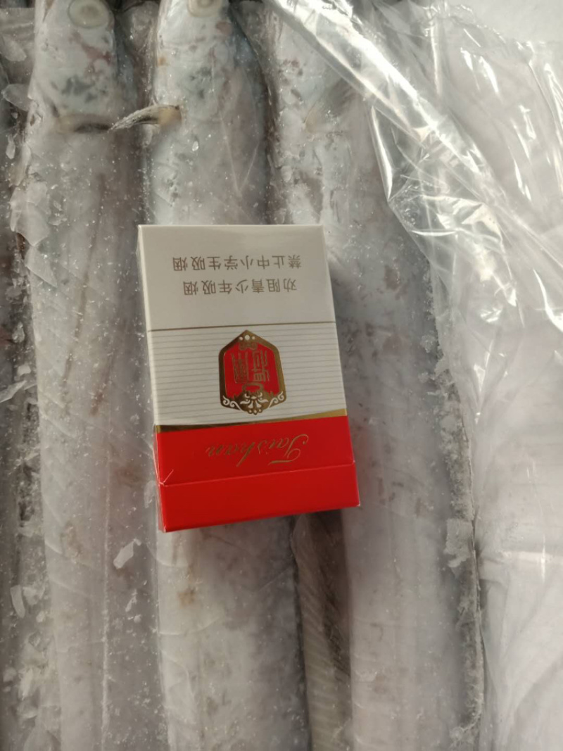 船冻国产舟山带鱼精品大量批发一手货源全国可发货