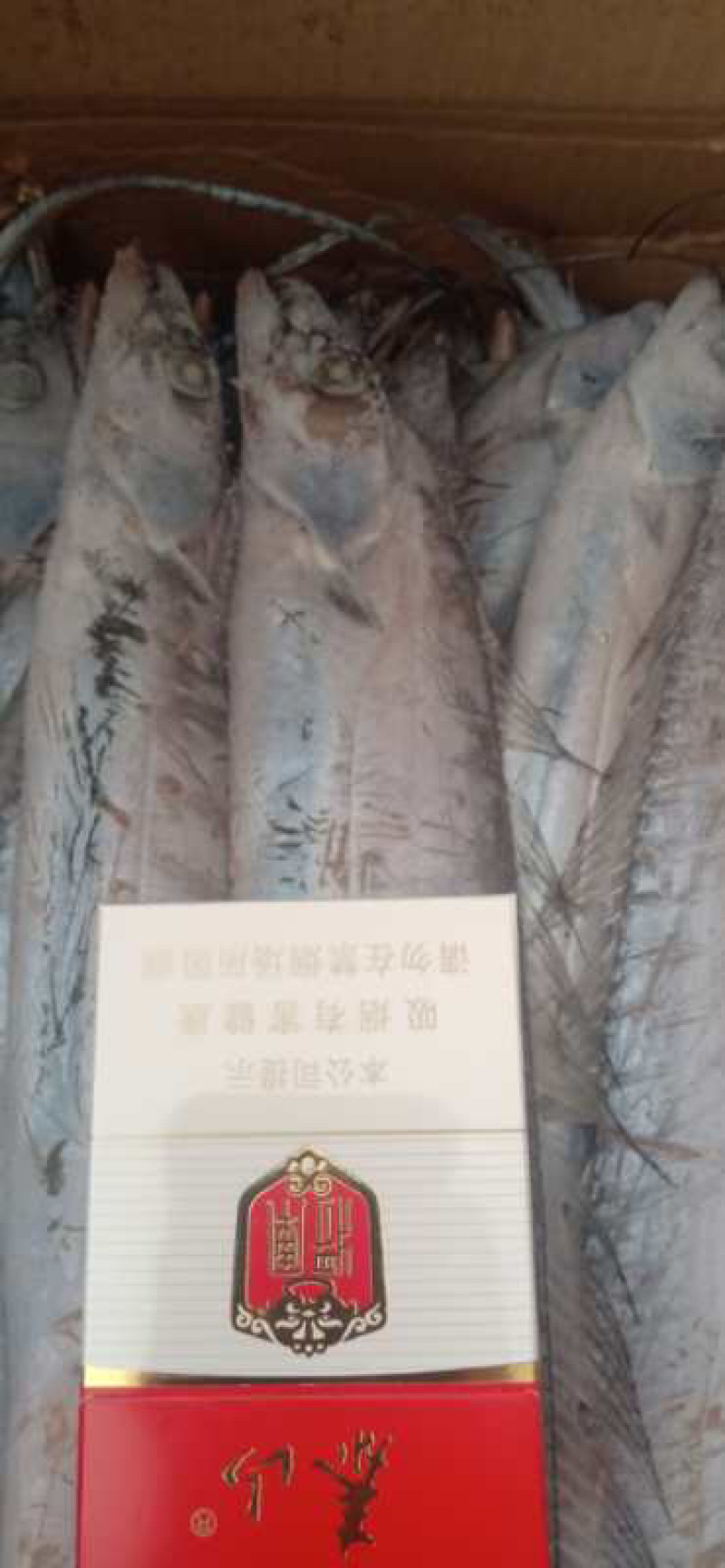 船冻国产舟山带鱼精品大量批发一手货源全国可发货