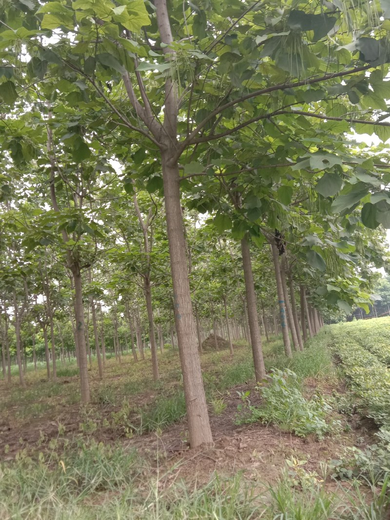 绿化苗木梓树大量供应中