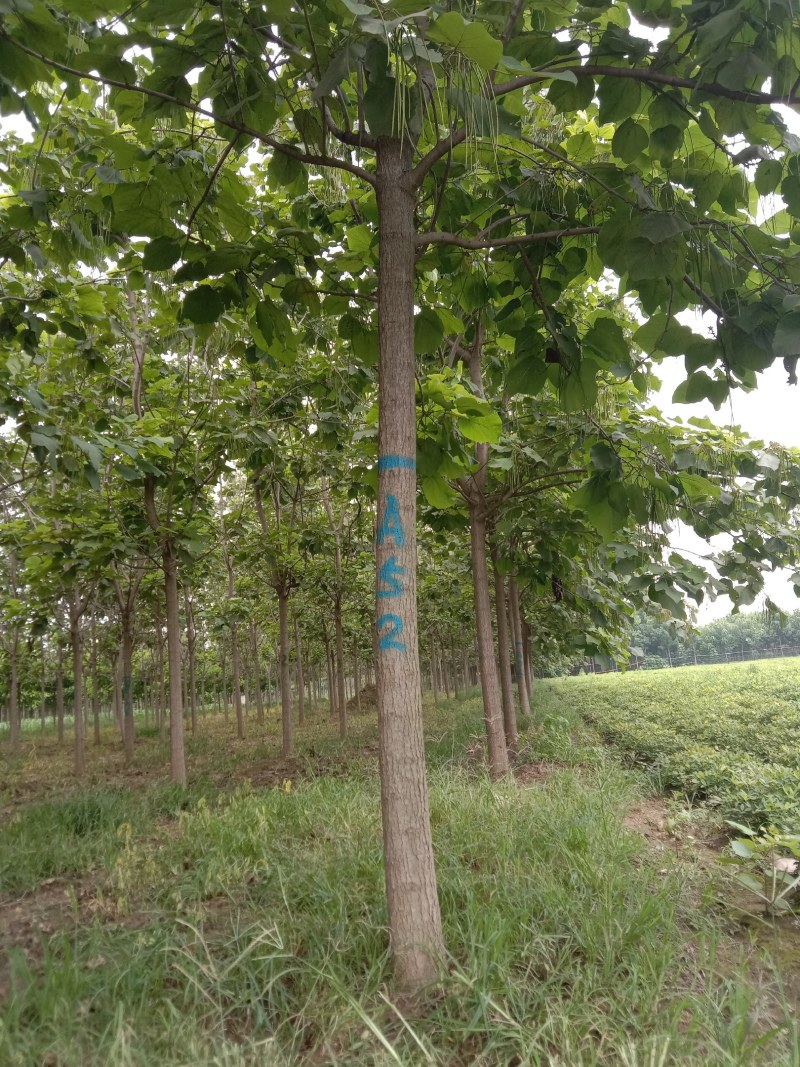 绿化苗木梓树大量供应中