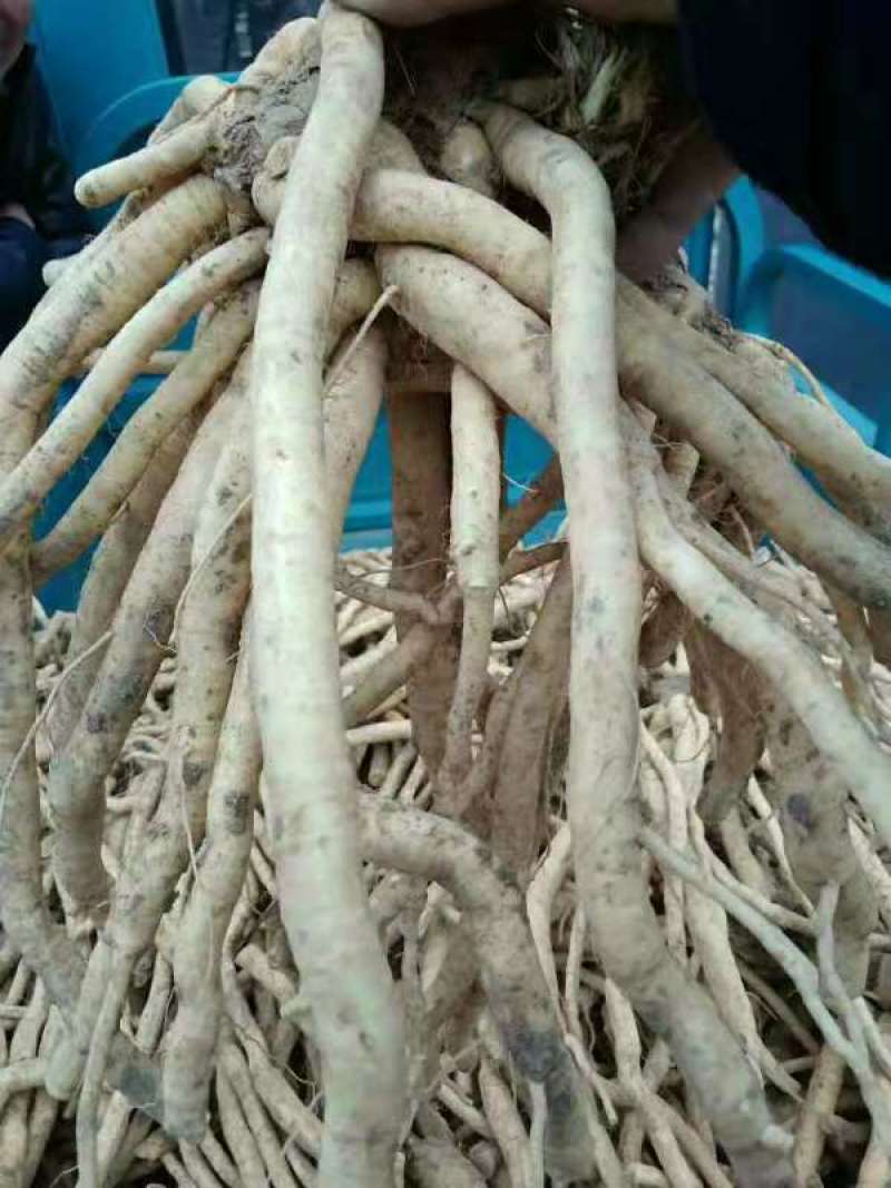 大量出售供应一代高产纯新防风种子