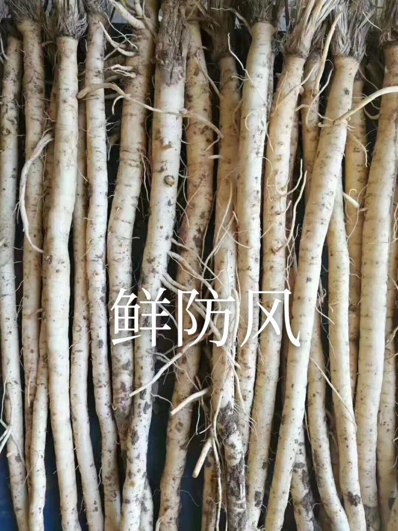 大量出售供应一代高产纯新防风种子
