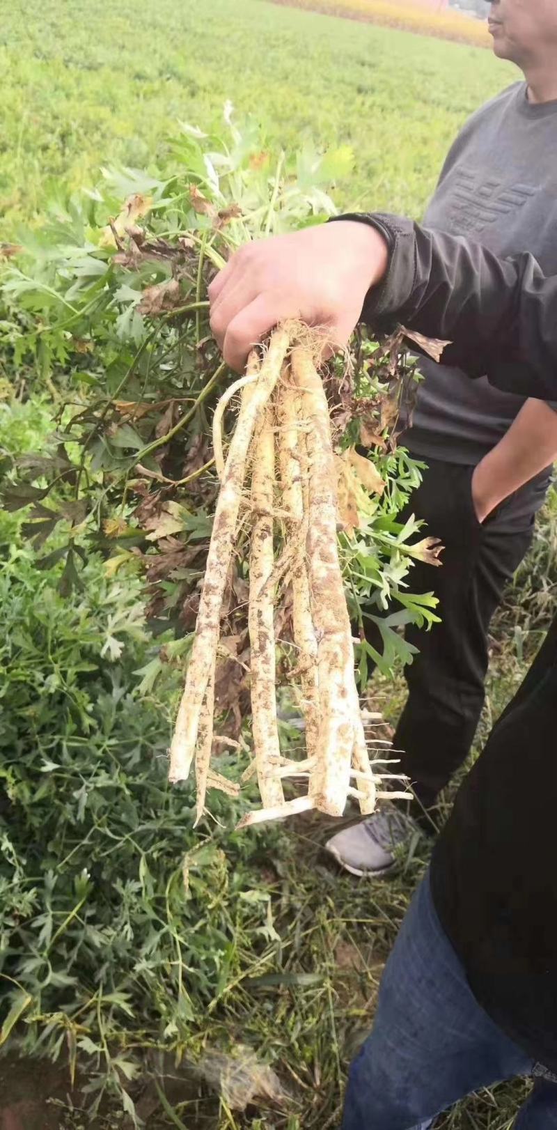 大量出售供应一代高产纯新防风种子