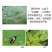 跳远跳甲蔬菜叶菜小白菜跳甲叶甲臭屁虫跳跳虫专用杀虫剂