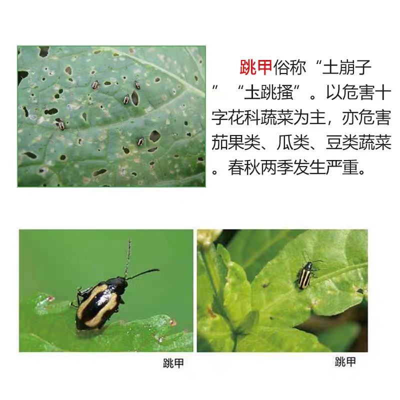 跳远跳甲蔬菜叶菜小白菜跳甲叶甲臭屁虫跳跳虫专用杀虫剂
