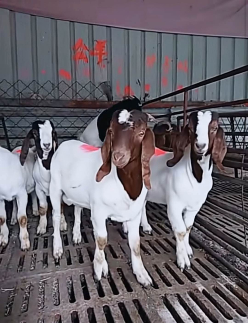 大量出售波尔山羊种羊，怀孕羊种公羊自家繁育养殖