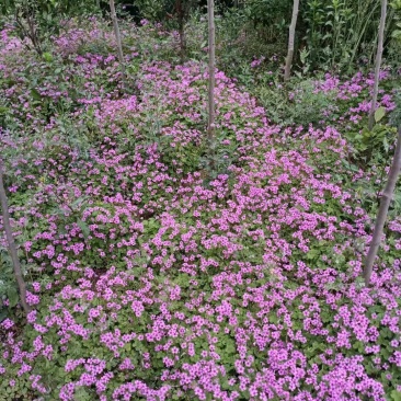 红花草红花杂草庭院地被植物彩色系列红花草红花草苗