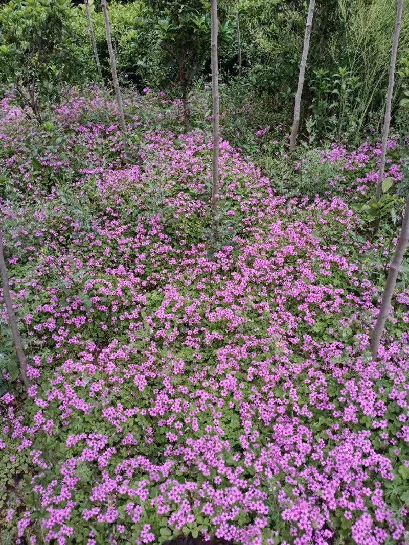 红花草红花杂草庭院地被植物彩色系列红花草红花草苗