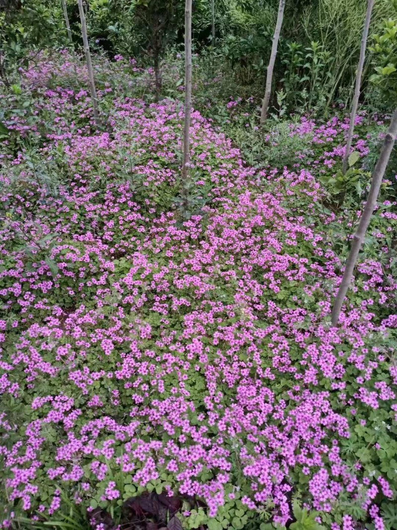 红花草红花杂草庭院地被植物彩色系列红花草红花草苗