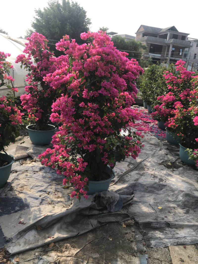 三角梅同安红三角梅，四季红（勒杜鹃）等各种规格