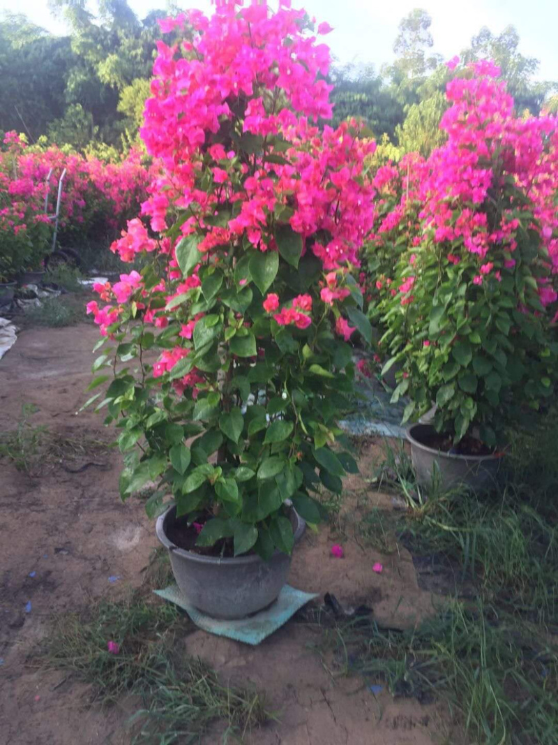 三角梅同安红三角梅，四季红（勒杜鹃）等各种规格