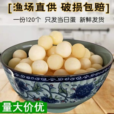 甲鱼蛋最后一个月了，错过了就要再等一年。
