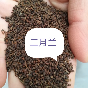 二月兰种子，二月兰籽，二月兰花籽