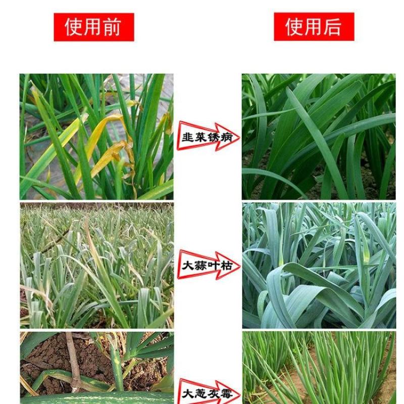 韭葱干尖灵韭菜香葱大葱蒜干尖灵专用农药杀菌剂干尖秘方