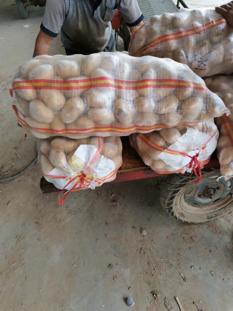 荷兰十五土豆精品1到3，2到4小土豆价格合理，质量上乘