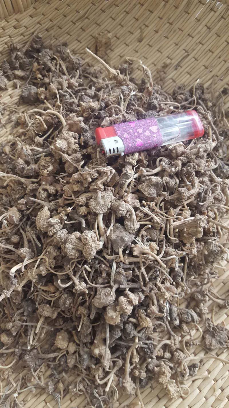 珠子参，又名扣子七地道药材