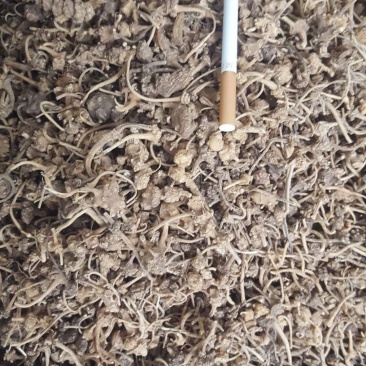 珠子参，又名扣子七地道药材