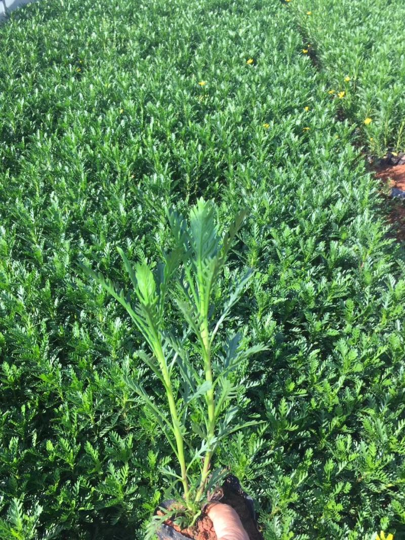 黄金菊小杯苗，黄金菊苗圃直销，黄金菊绿化苗木，黄金菊