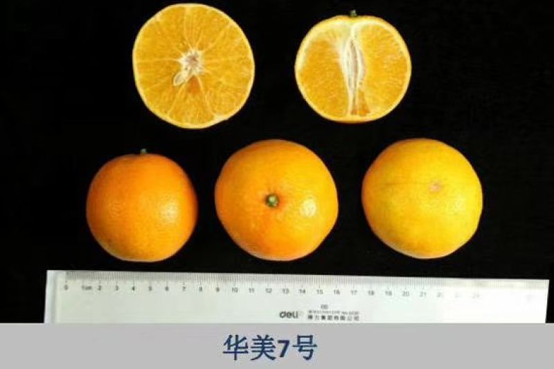 华美7号晚熟柑橘又一新贵品种非常有潜力种植。也有1号爱莎