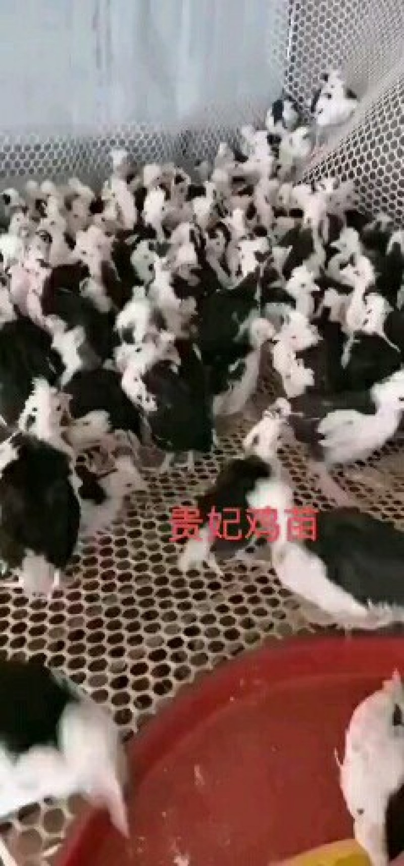 脱温鸡苗贵妃鸡火鸡青年鸡