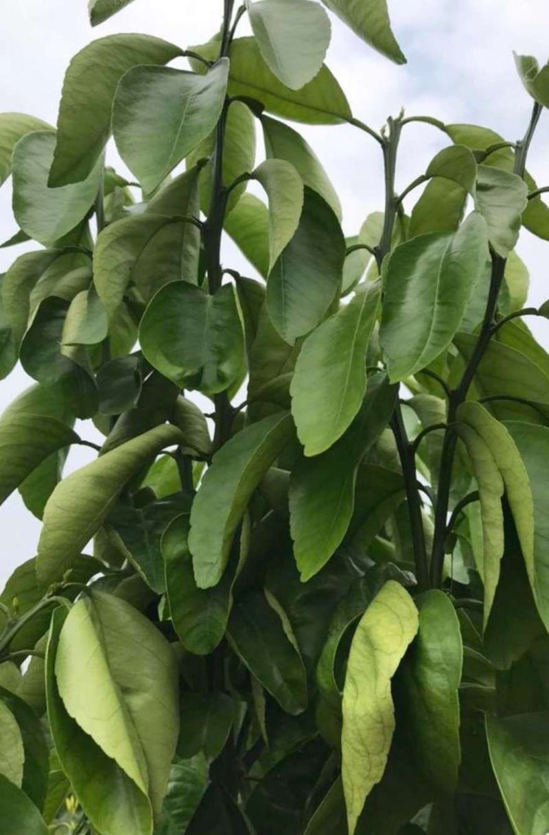 华美7号晚熟柑橘又一新贵品种非常有潜力种植。也有1号爱莎
