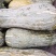 蜜本南瓜大量上市，量大从优个大，口感好，质量优，发货全国