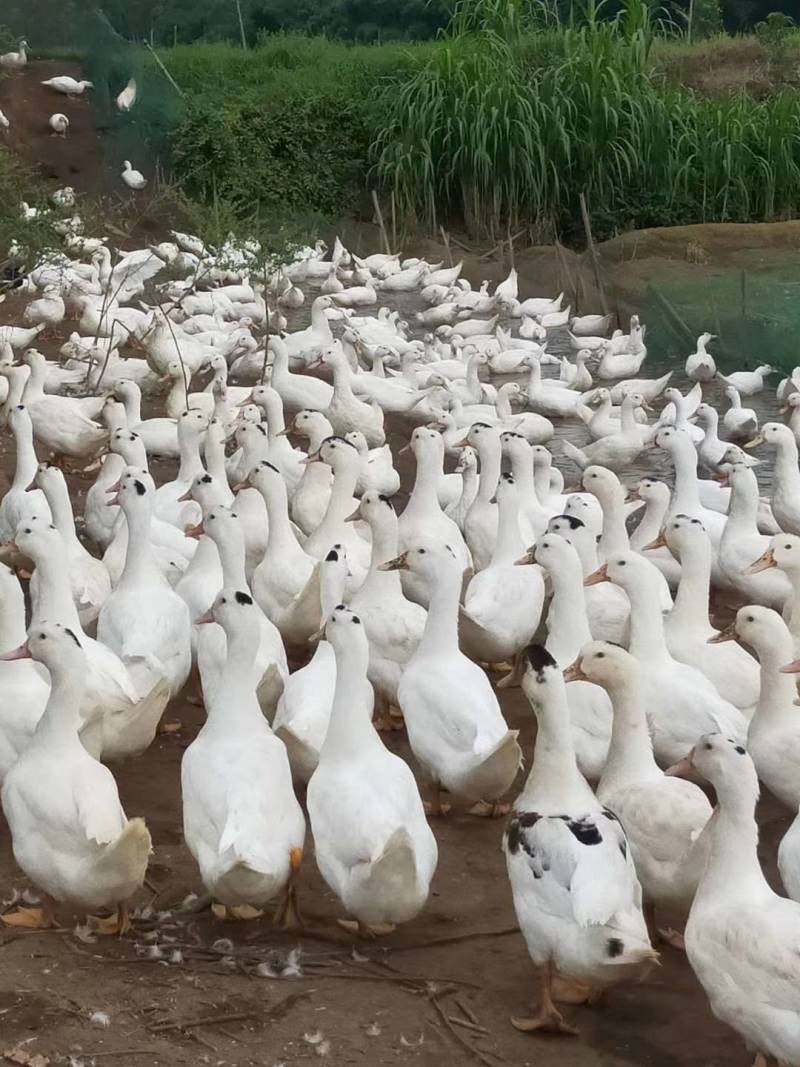 麻鸭。全散养，清水，流动水散养，肉鲜味美。