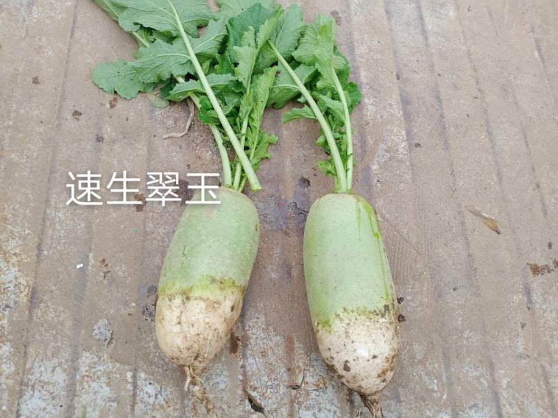 速生翠玉萝卜种子耐热抗病脆嫩多汁青萝卜种子水果萝卜