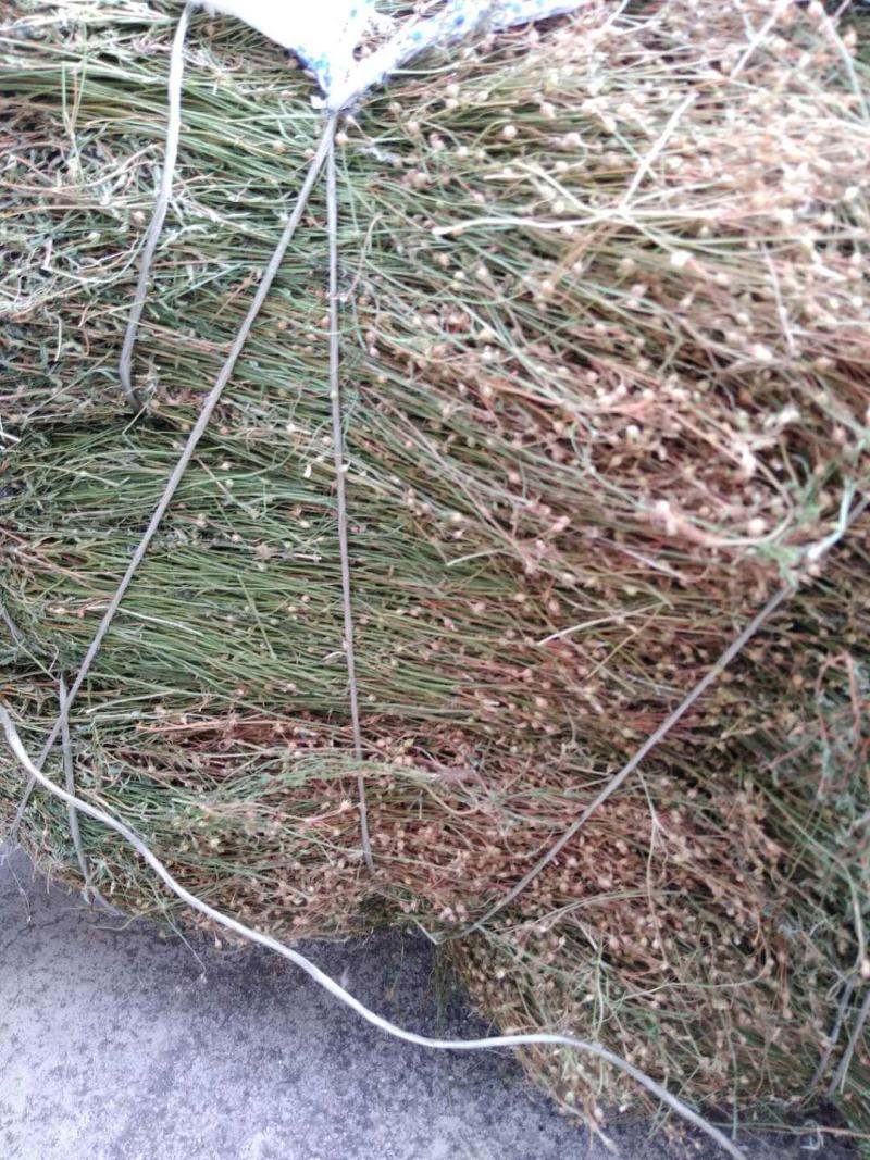 四叶莲一手货源产地直供应商