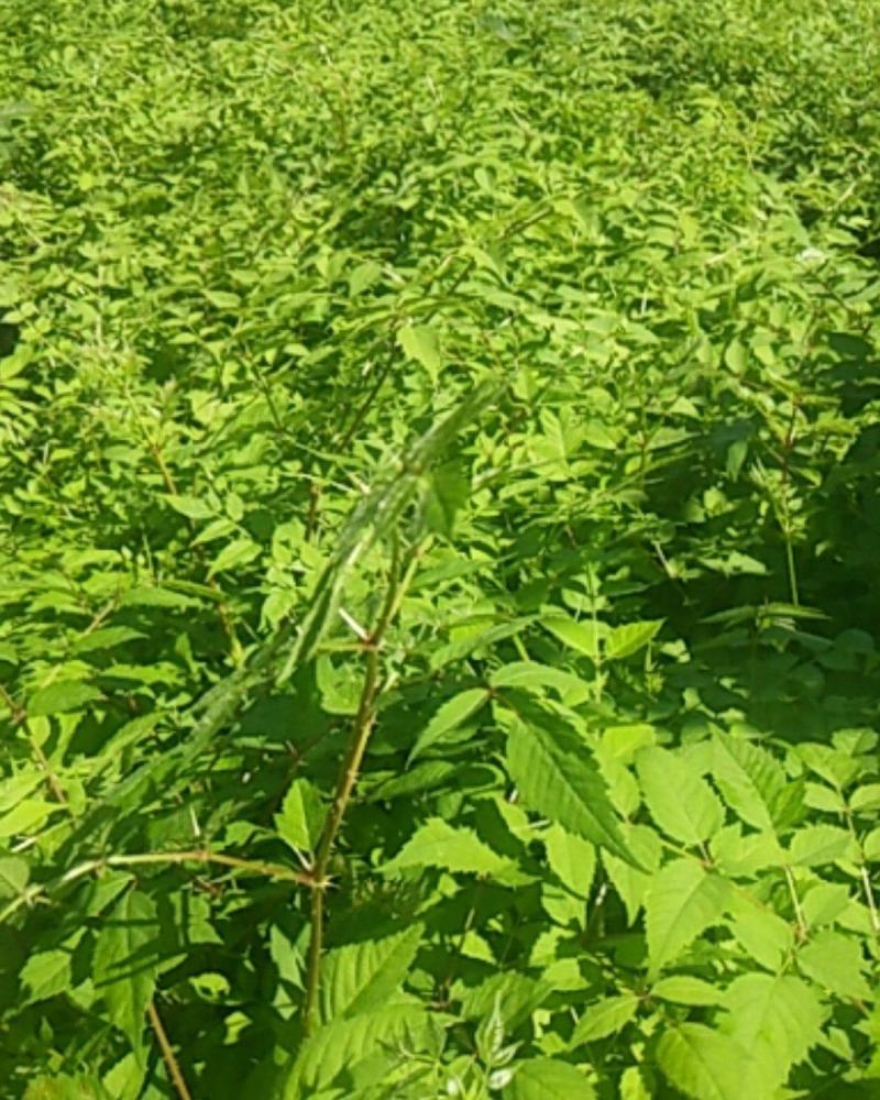 刺龙芽苗乌龙头树苗乌龙头种子，刺嫩芽苗及种子