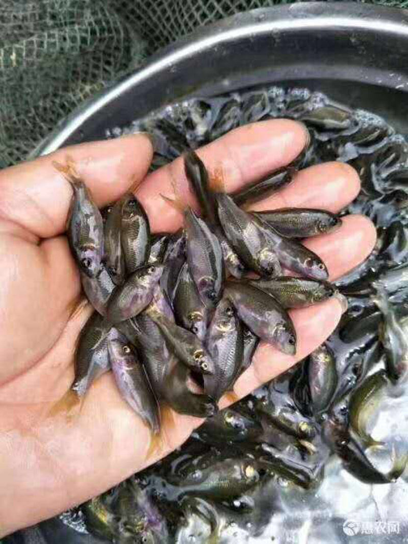禾花鲤鱼苗，有自孵水花