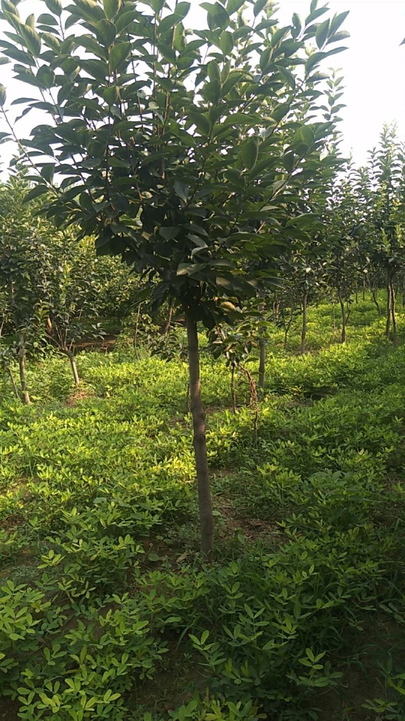 大量出售柿树.5.6公分需要联系，联系时就说在一亩田看到