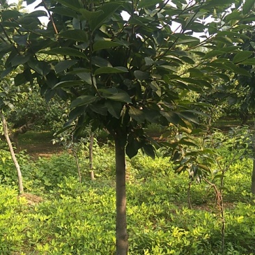 大量出售柿树.5.6公分需要联系，联系时就说在一亩田看到