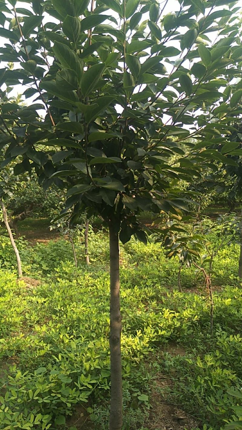 大量出售柿树.5.6公分需要联系，联系时就说在一亩田看到