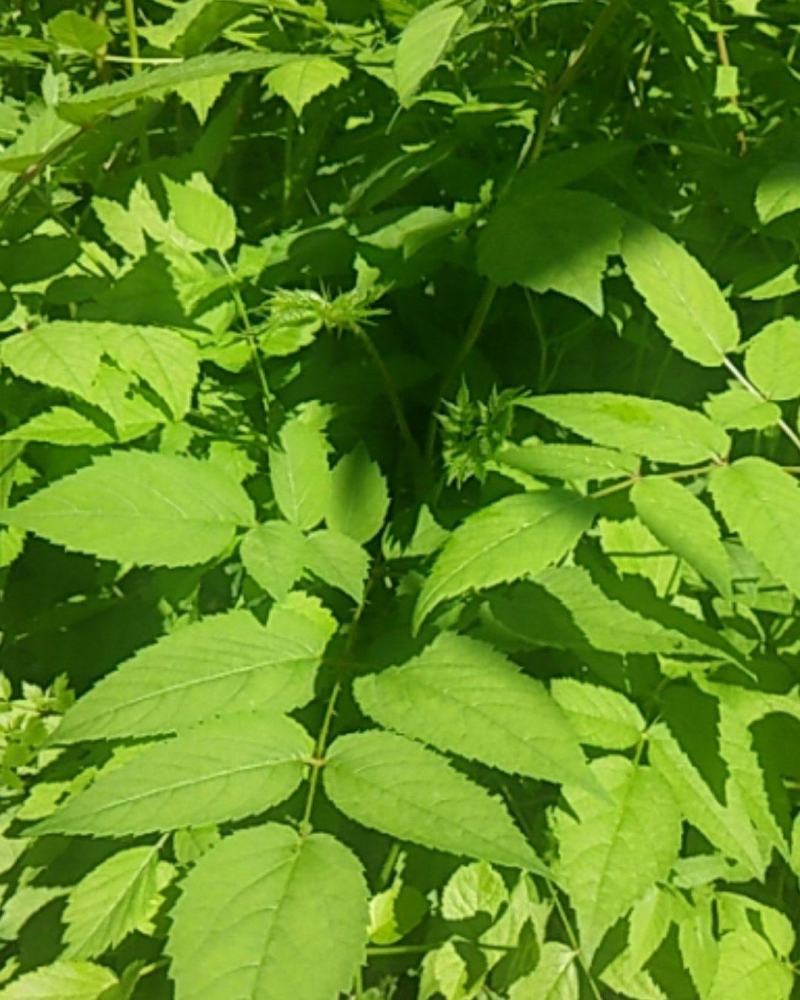 刺嫩芽苗刺老包苗乌龙头种子乌龙头树苗
