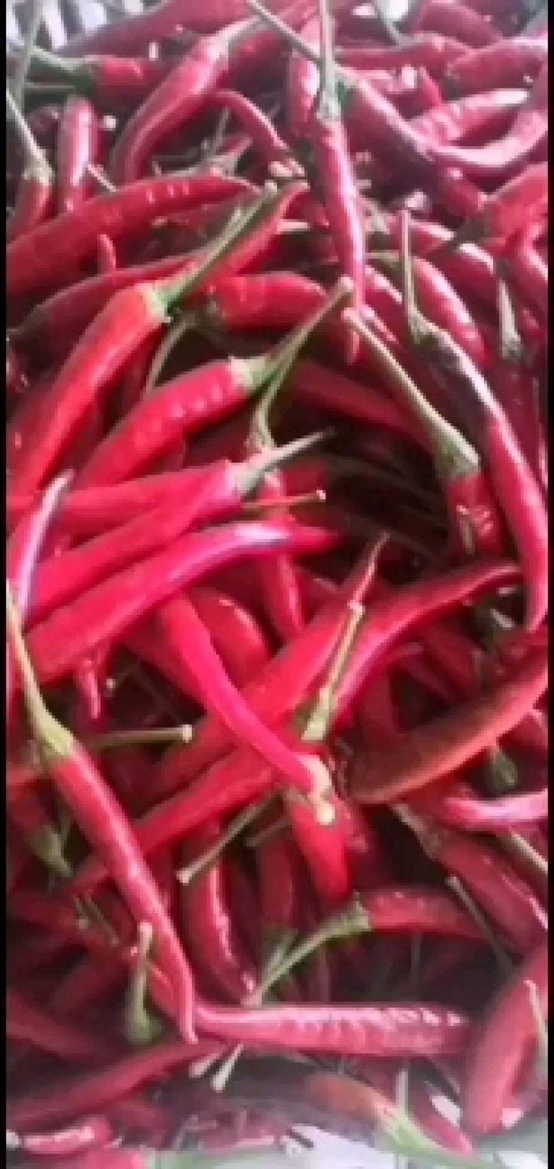 美人椒，艳红小米椒，各种红辣椒高辣产品
