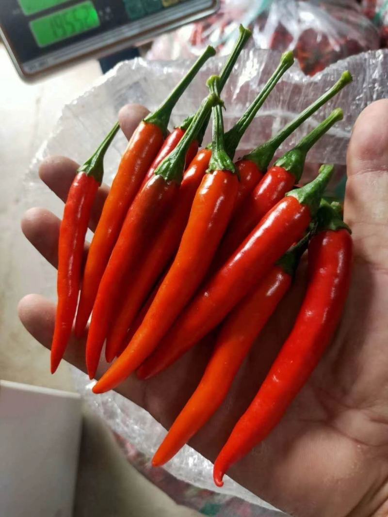 美人椒，艳红小米椒，各种红辣椒高辣产品