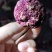 云南野生红菇2020新货大量出售