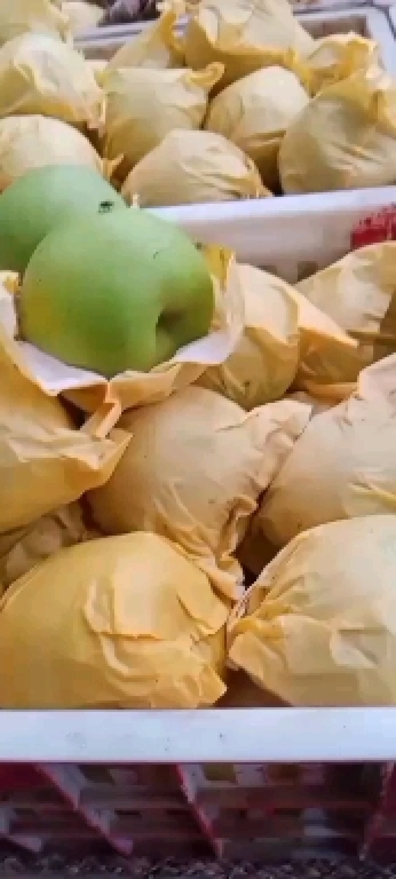 砀山青皇冠梨大量上市，色泽好价格低，欢迎前来选购。