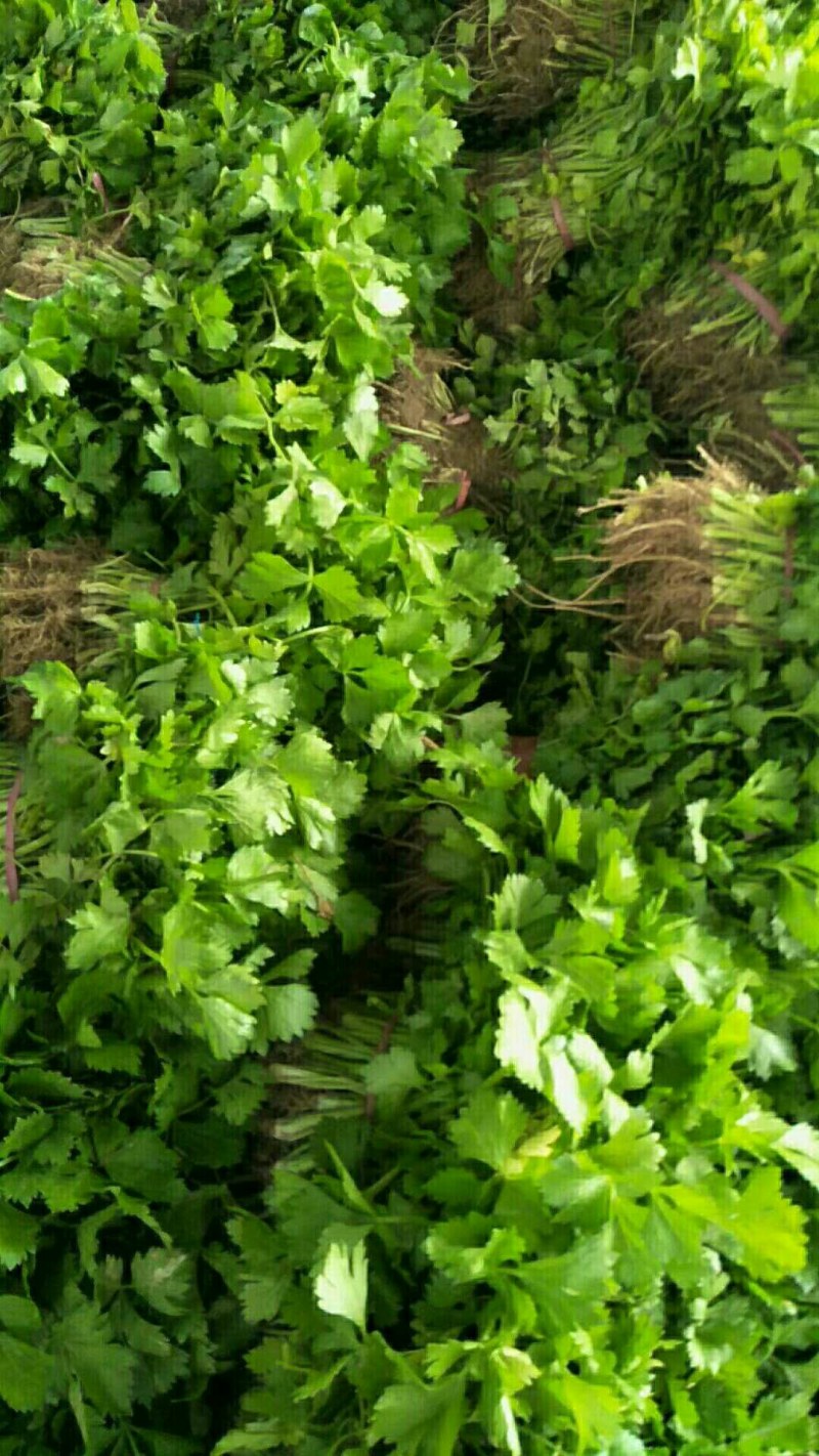 万亩芹菜苗大量上市，直销直发，根系发达易活