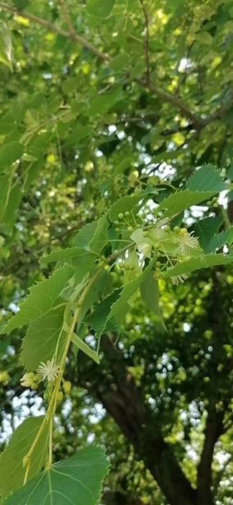 洋槐花蜂蜜新鲜蜂农自产口味纯正不加工，不添加纯正批发零售