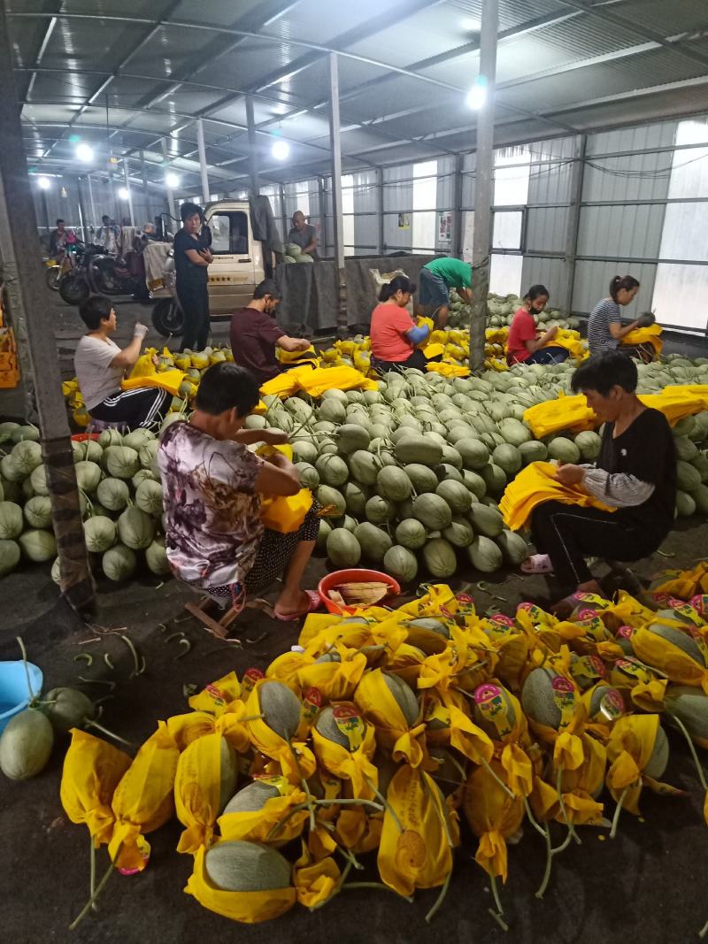 山东小蜜25号哈蜜瓜，产地直供种植面积大诚信代办，