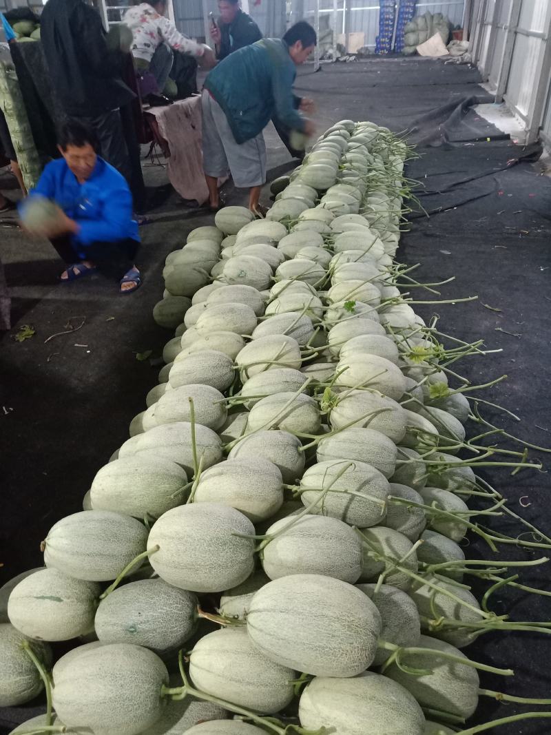 山东小蜜25号哈蜜瓜，产地直供种植面积大诚信代办，
