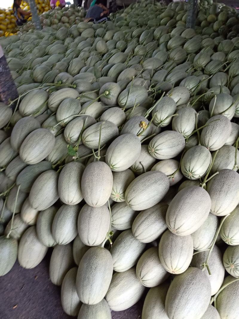 山东小蜜25号哈蜜瓜，产地直供种植面积大诚信代办，