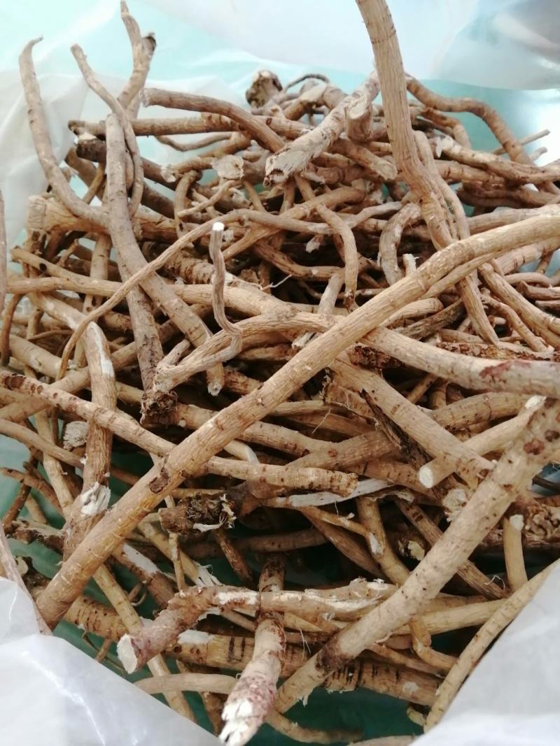 野生黄芪批发农村大叔采挖**包邮量大可优惠